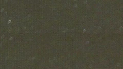 El irlandés presume uno de sus cinturones de campeón durante una conferencia de prensa