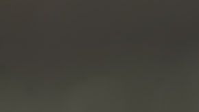 Los buitres eligen sus perchas para toda la bandada.