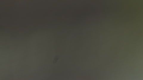 Los buitres eligen sus perchas para toda la bandada.