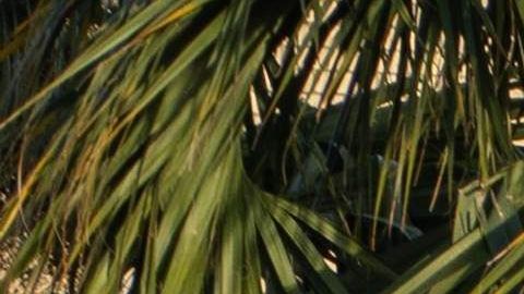 El programa "Permanecer en México" inició hace prácticamente un año.