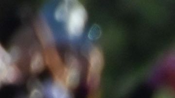 El Desfile de la Rosas.