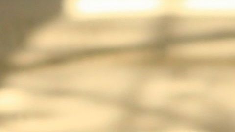 Los leones han perdido dos tercios de su peso.