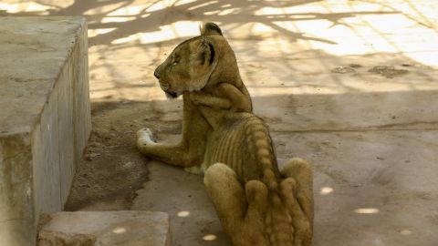 Los leones han perdido dos tercios de su peso.