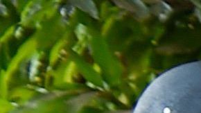 Frenados por "el muro de AMLO".