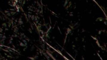 MEXICO-DRUG-TRAFFICKING-POPPIES