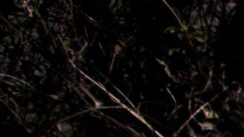 MEXICO-DRUG-TRAFFICKING-POPPIES