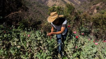 MEXICO-DRUG-TRAFFICKING-POPPIES