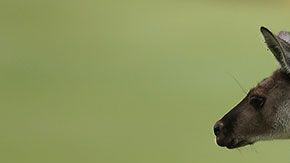 Anteriormente, el restaurante vendió hamburguesas de cocodrilo.