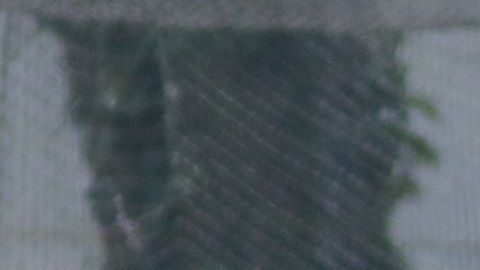 Paolo Goltz jugó con América de 2014 a 2017.