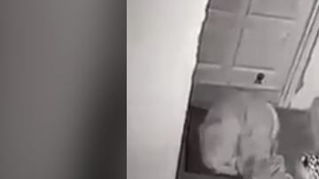 El felino tomó desprevenido al can.