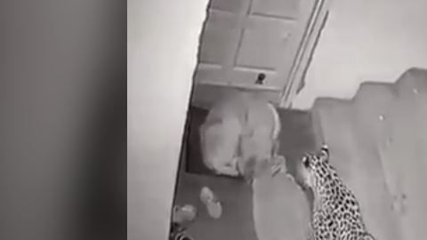 El felino tomó desprevenido al can.