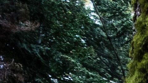 Las secoyas son el árbol más largo del planeta.