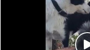 El tierno video de amistad ante la adversidad.