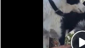 El tierno video de amistad ante la adversidad.