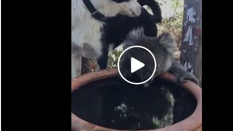 El tierno video de amistad ante la adversidad.