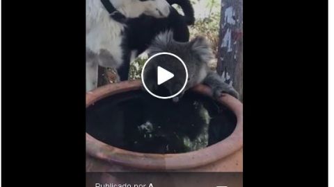 El tierno video de amistad ante la adversidad.