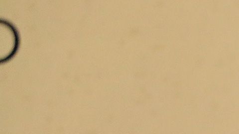 Los niños aparecieron con la clásica máscara del legendario gladiador azteca.