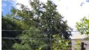 Residencias en las Lomas de Chapultepec.