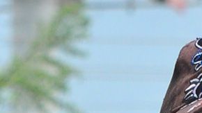 Pasaron sin pena ni gloria.