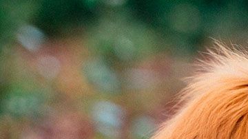 Los especialistas habían dicho que al animalito le quedaba un mes de vida solamente.