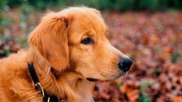 Los especialistas habían dicho que al animalito le quedaba un mes de vida solamente.