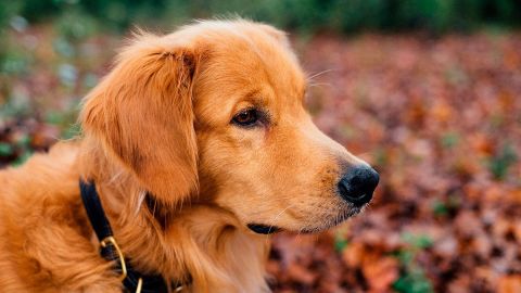 Los especialistas habían dicho que al animalito le quedaba un mes de vida solamente.