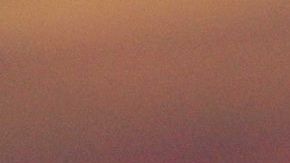 El color, el sabor y el aroma de la miel está determinado por el tipo de flor que visitan las abejas.