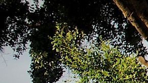 Los migrantes en El Chaparral esperan su turno para pedir asilo en EEUU. / Fotos: Manuel Ocaño..