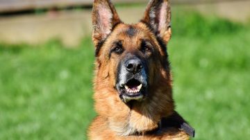 Gunther IV es un perro de raza pastor alemán como el de la fotografía.