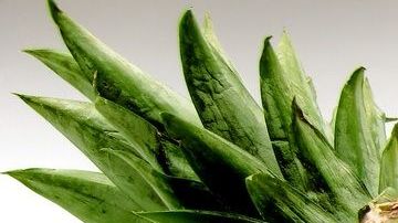 El consumo de jugos verdes es uno de los mejores remedios para regular el tránsito intestinal.