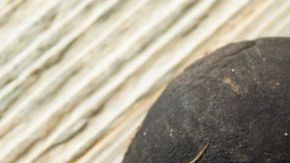 Los rábanos son usados por la medicina tradicional y sus beneficios han sido comprobados en laboratorio.