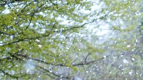 Se espera más lluvia que nieve.