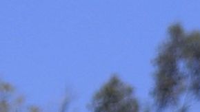 Los refuerzos de Pumas para el Clausura 2020.