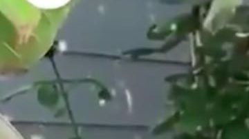 La urraca ya hace el sonido de las alarmas.