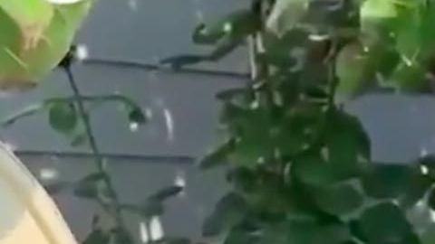 La urraca ya hace el sonido de las alarmas.