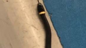 Un niño vio al reptil negro en el piso del puesto de control del aeropuerto de Newark,