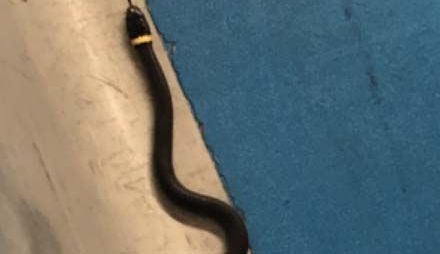 Un niño vio al reptil negro en el piso del puesto de control del aeropuerto de Newark,
