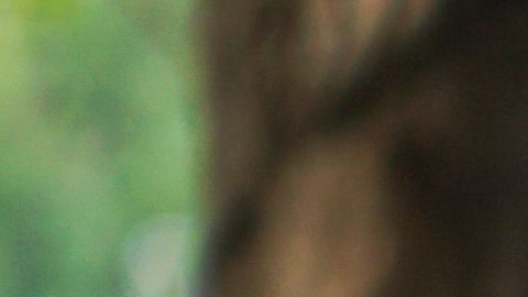 shutterstock_1091262803