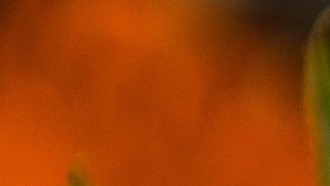 ¿Qué es lo que en realidad quiso pedir?