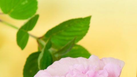 El té de pétalos de rosa se destaca por su gran poder antioxidante.