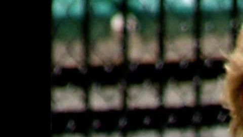 Steve Irwin, "Cazador de cocodrilos"