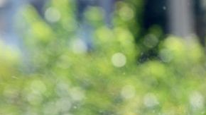 Los vidrios quedan limpios y brillantes cuando se limpian con una mezcla de vinagre y agua.