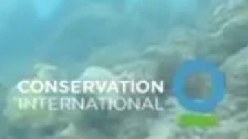 Captura del video que muestra un tiburón que camina.