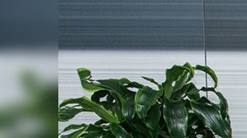 Zlatan firmará contrato por seis meses con opción a extenderlo una temporada más.