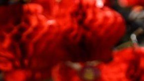 Varios laboratorios se encuentran trabajando para desarrollar una vacuna,