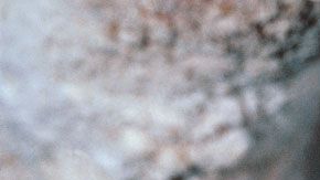 El murciélago grande de herradura chino (Rhinolophus ferrumequinum) es considerado el sospechoso #1 de ser el origen del brote de coronavirus de Wuhan.