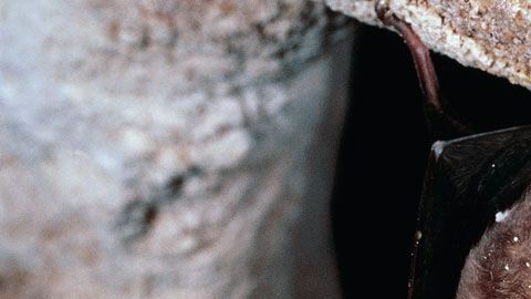 El murciélago grande de herradura chino (Rhinolophus ferrumequinum) es considerado el sospechoso #1 de ser el origen del brote de coronavirus de Wuhan.