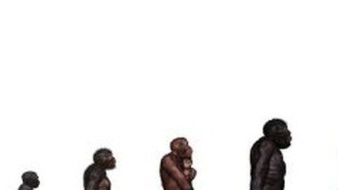 La historia de la evolución humana se está volviendo más complicada que esta imagen.
