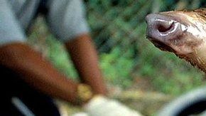 Un pangolín traficado en Kuala Lumpur: el animal es sospechoso del brote coronavirus.