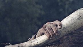 Un té alucinógeno podría explicar la legendaria ausencia de miedo entre los guerreros vikingos.